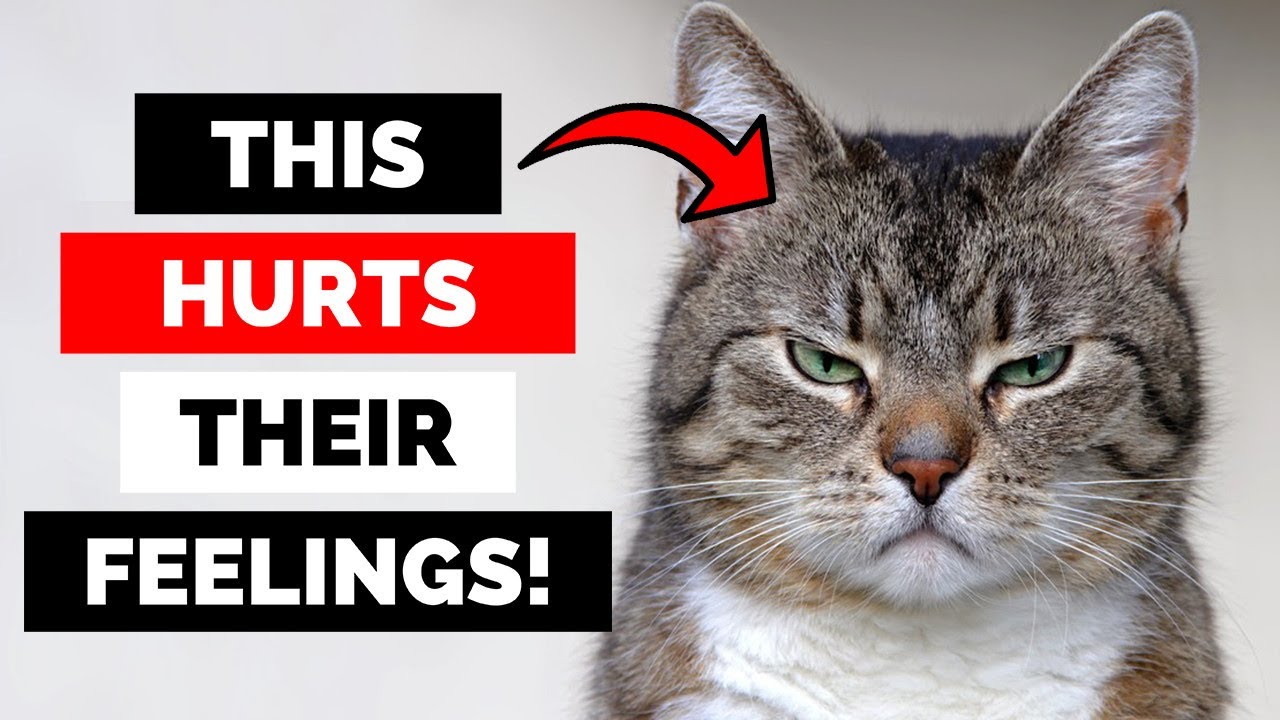 Are You RUINING Your Cat&rsquo;s Life? 22 Mistakes to Avoid!