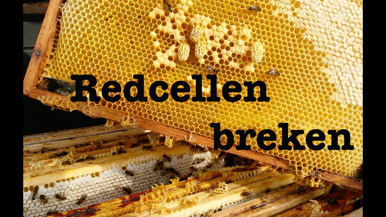 Redcellen breken en koninginnen laten inlopen