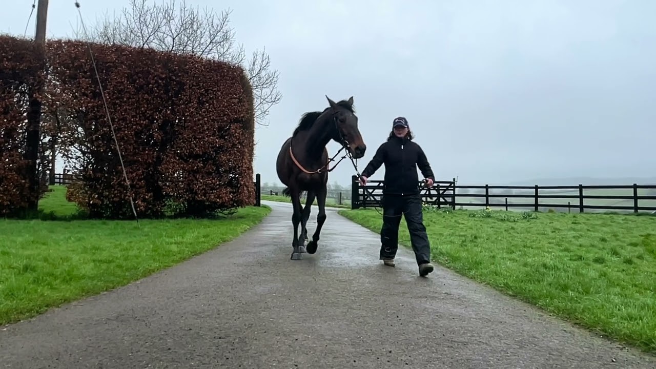 Horse For Sale: Drash On Ruby