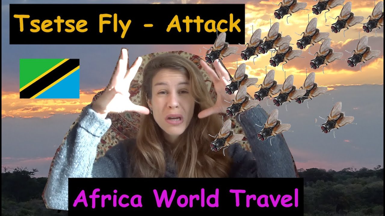Attack of the African Monster flies