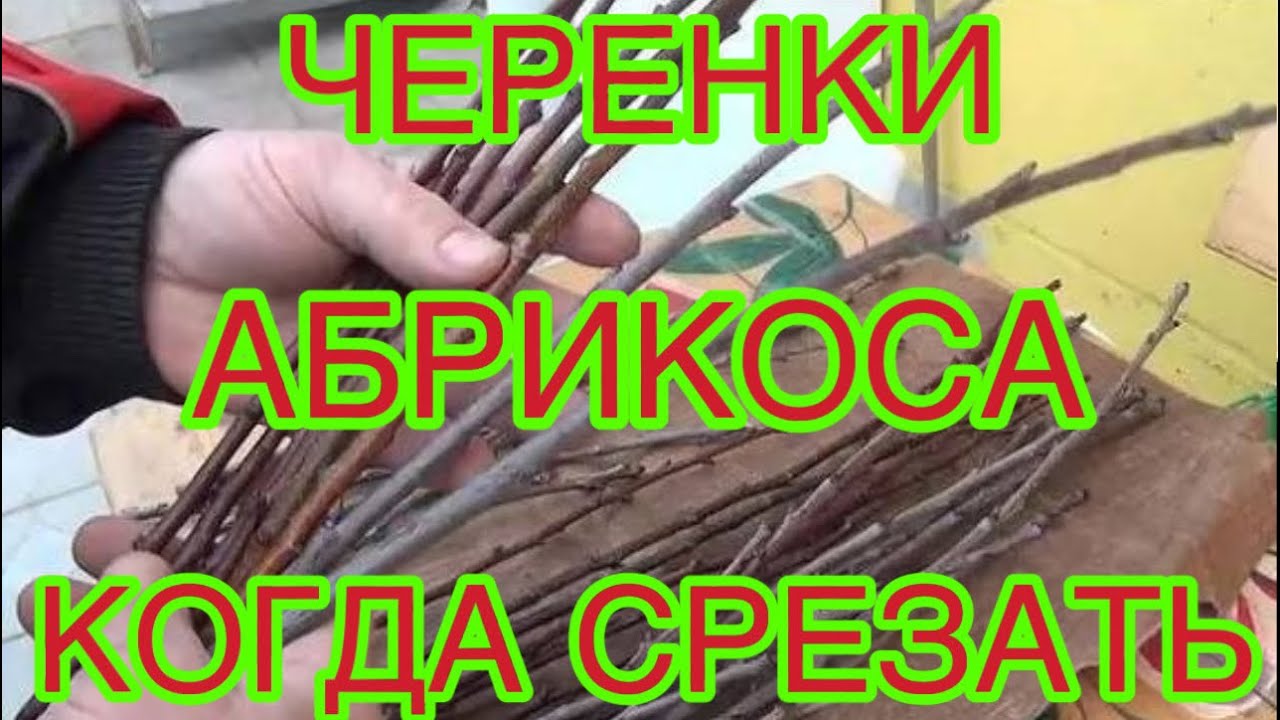 Черенки абрикоса «Северный триумф» для прививки