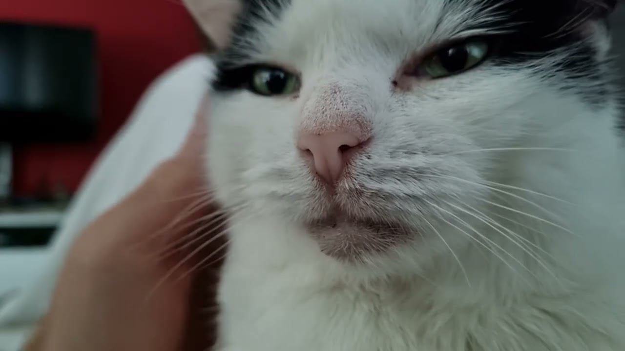 Morning Cuddles on Papa's Chest