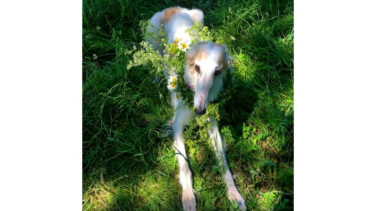 *free* bladee + the fool + ripsquad type beat 