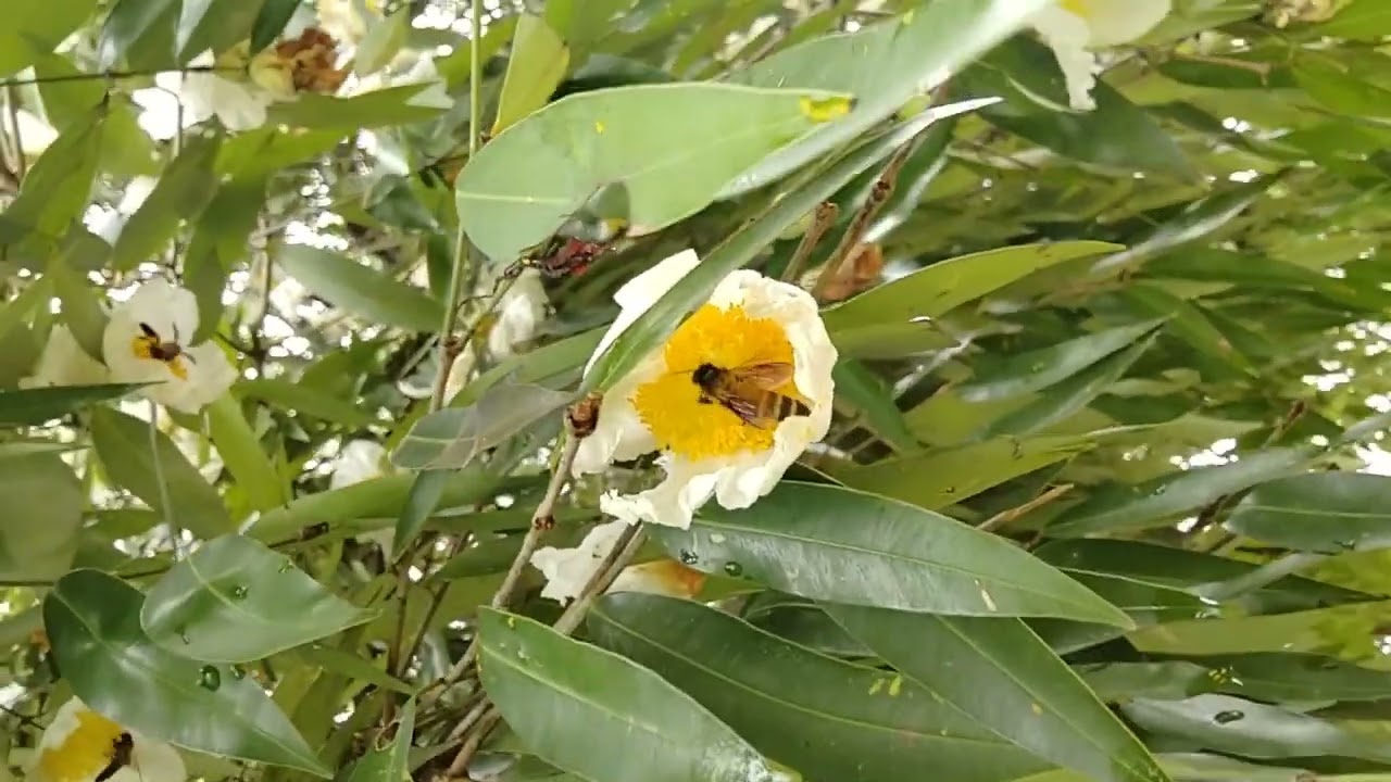 Na Tree ~ Ceylon Ironwood Tree (Mesua ferrea)