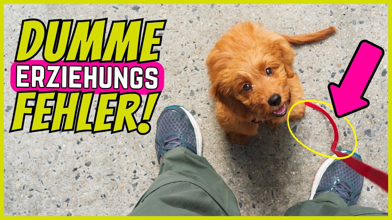 13 Dumme Fehler bei der Hunde-Erziehung