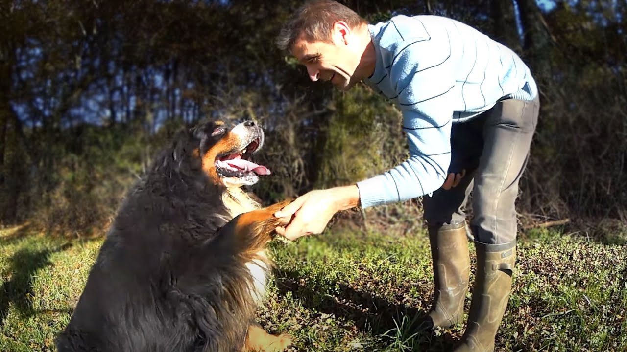 UN AMOUR INCONDITIONNEL ENTRE UN BOUVIER BERNOIS ET SON MAÎTRE