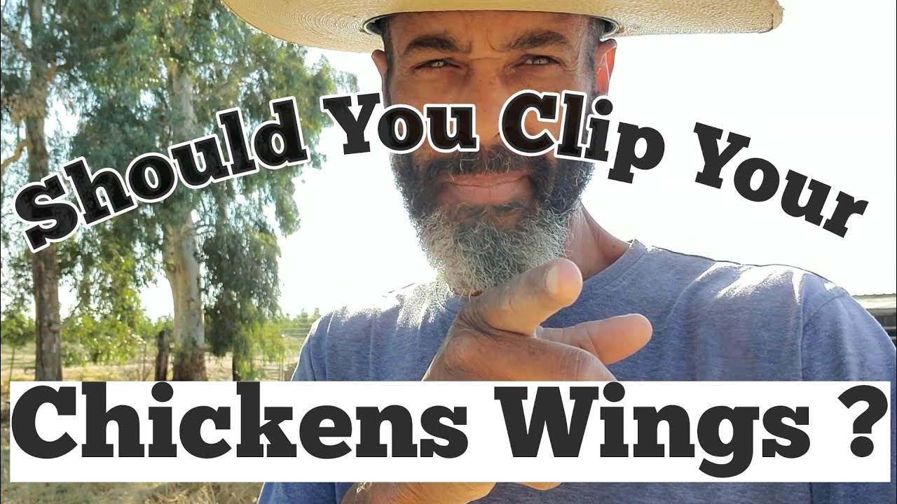 Should You Clip Your Chickens Wings? ~ Here's what I do.