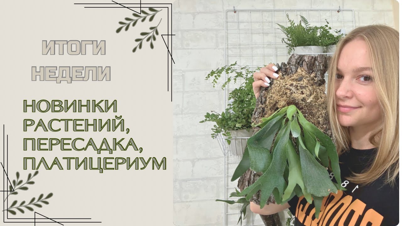 ИТОГИ НЕДЕЛИ || НОВИНКИ РАСТЕНИЙ || ПЛАТИЦЕРИУМ НА КОРЕ