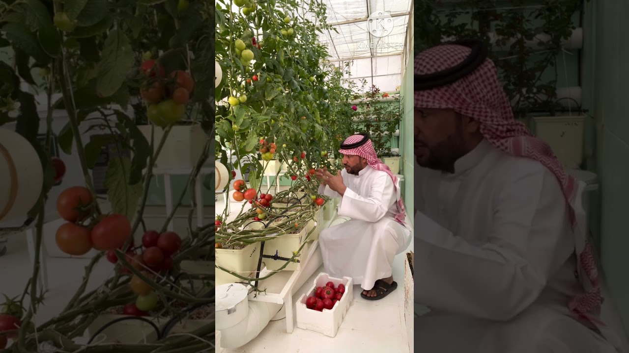 طريقتي باستخدام المبيدات الحشرية و الفطرية الزراعة المائية.