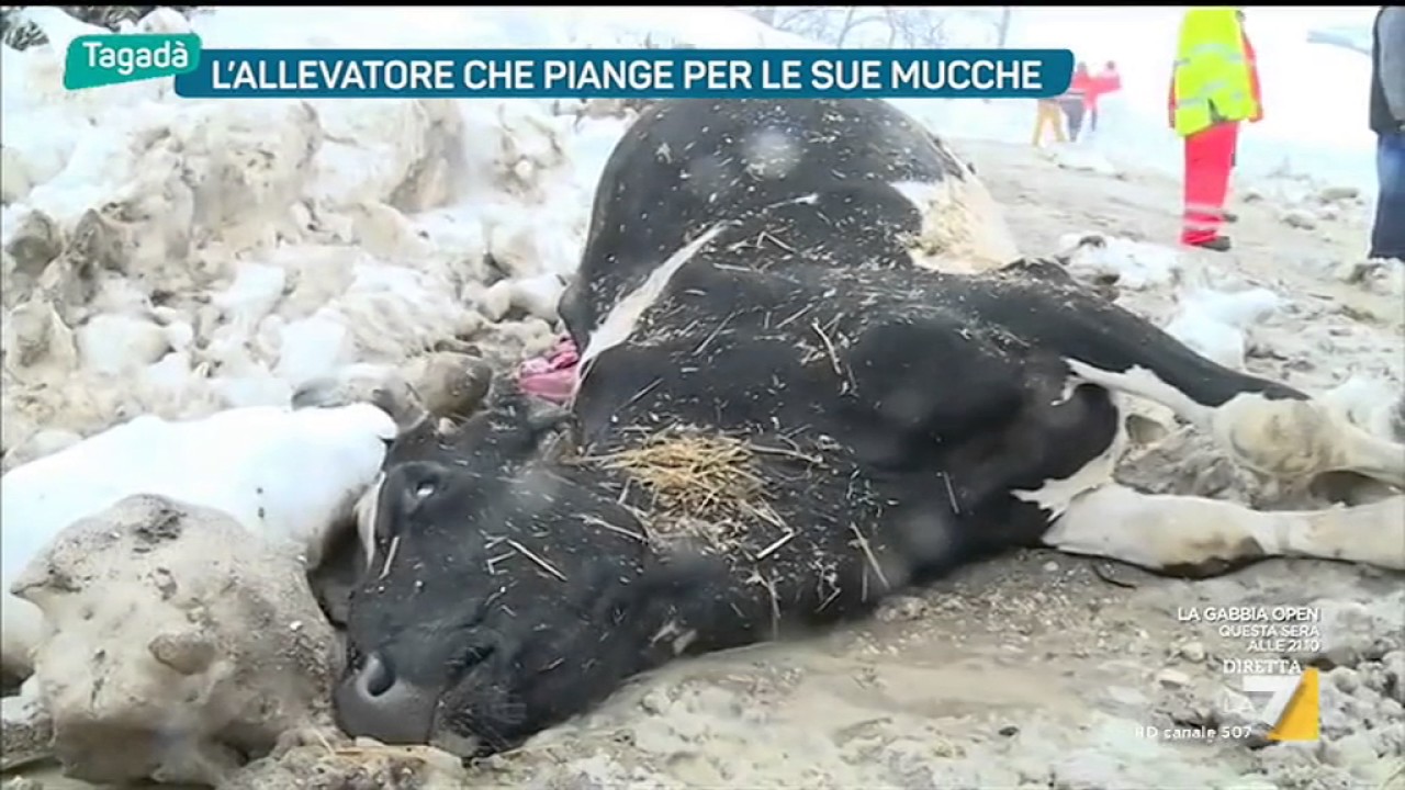 Il dramma dell'allevatore colpito dal terremoto: 