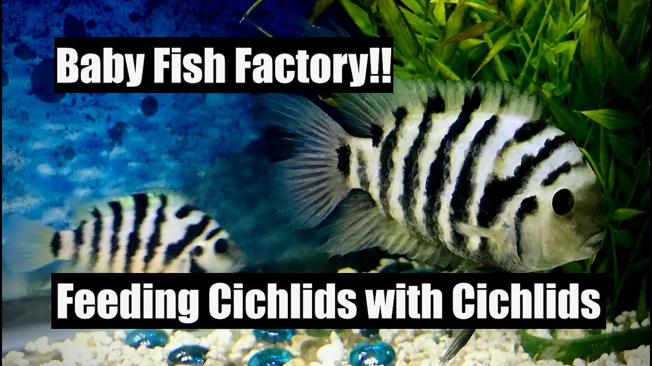 Breeding Fish For Fish FOOD!!! Convict Pair UPDATE!