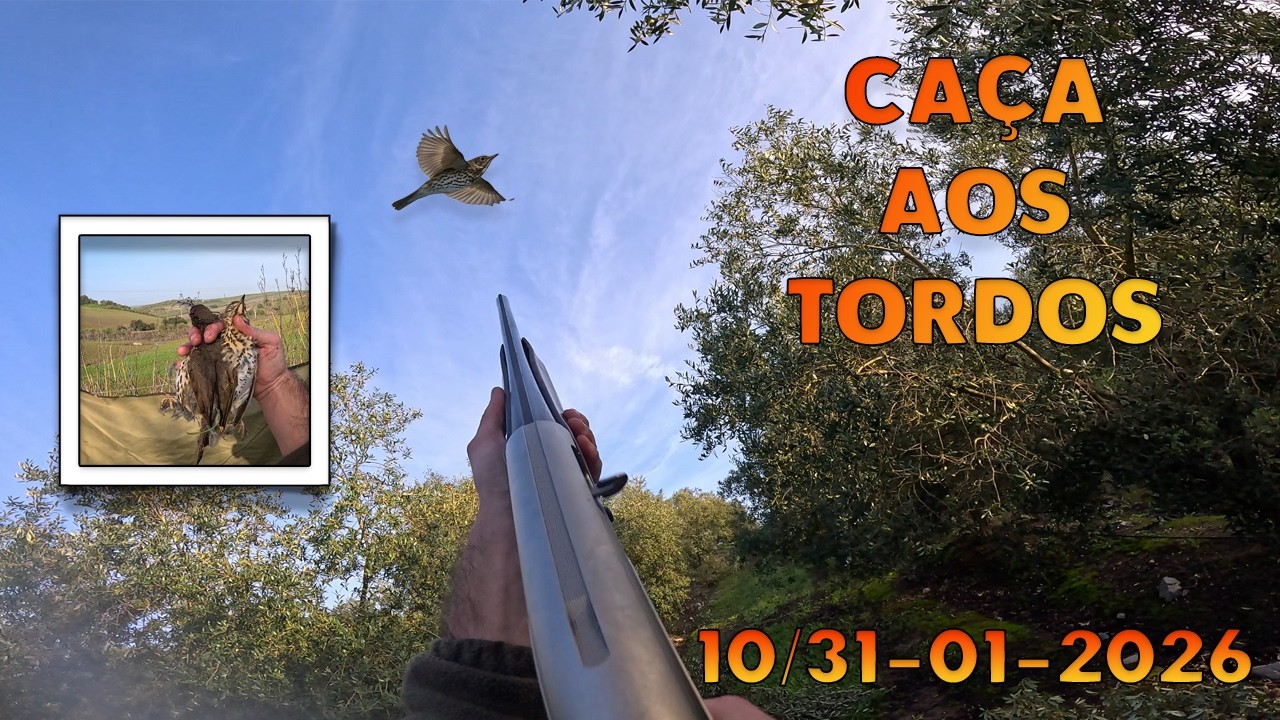 Dois Dias de Caça aos Tordos, onde andam eles? (10/31-01-2026) Caza Zorzales / Chasse Grives
