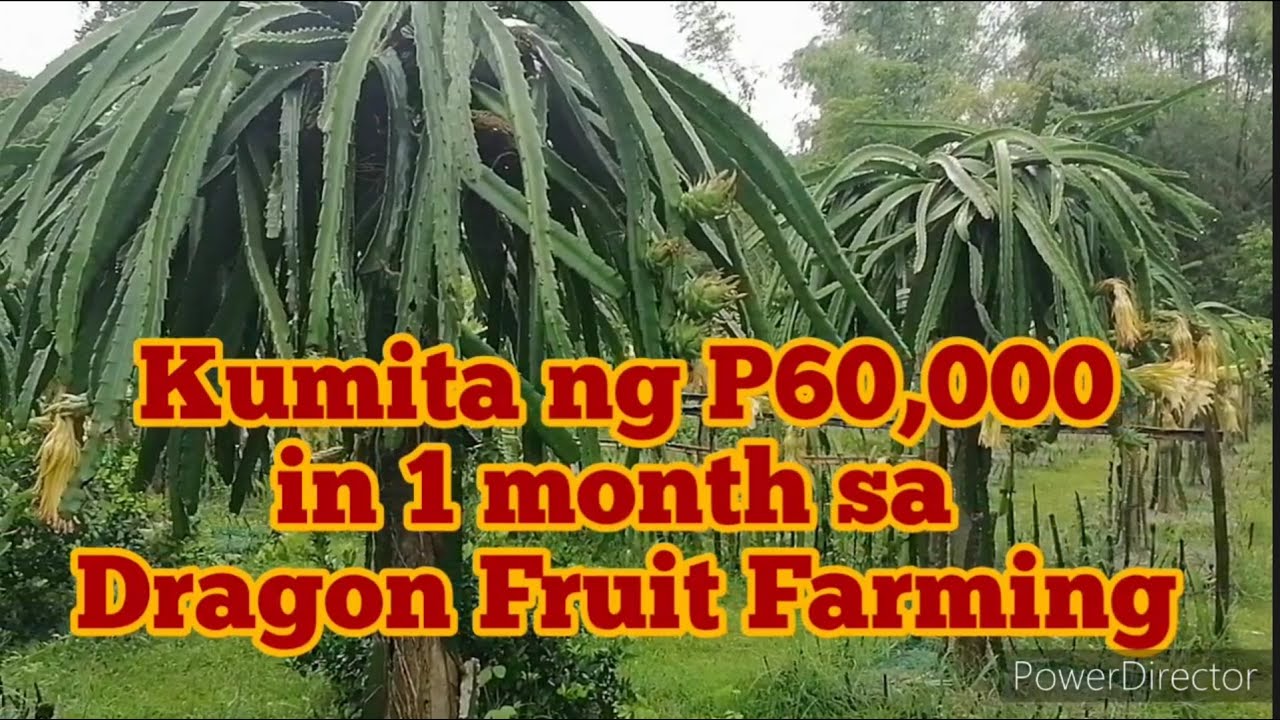 KUMITA NG P 60,000 IN 1 MONTH SA DRAGON FRUIT FARMING