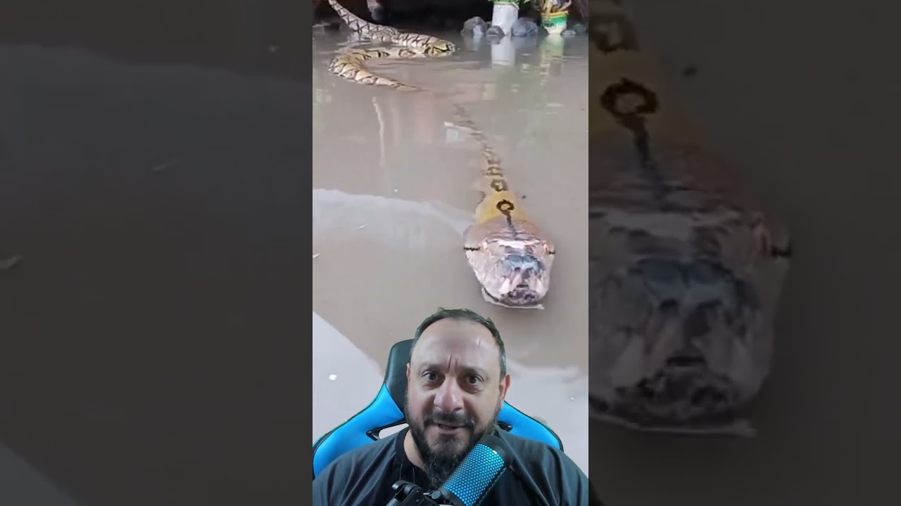 Píton Gigante