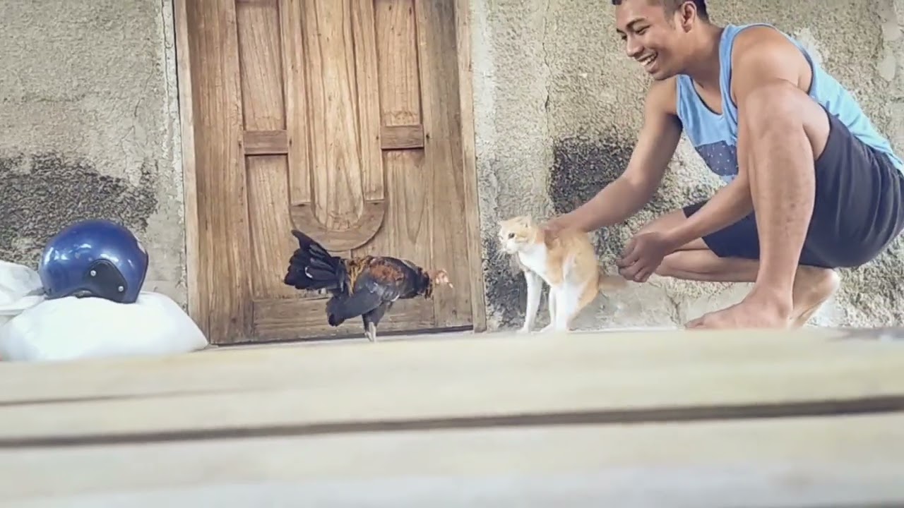chicken vs. cat real fight training