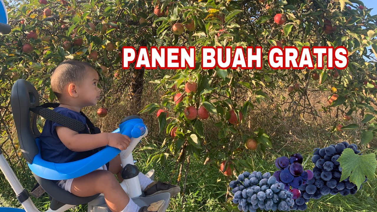 PANEN APEL DAN ANGGUR GRATIS DI KEBUN YANG LEBAT BERSERAKAN & LUAS
