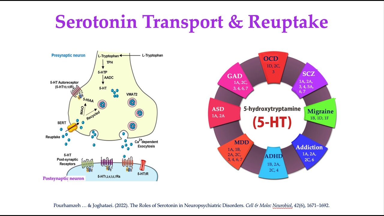 Serotonin VI: Reuptake Transporters, Inhibitors, & Psychiatry (SERTs & SSRIs)(Pourhamzeh et al 2022)