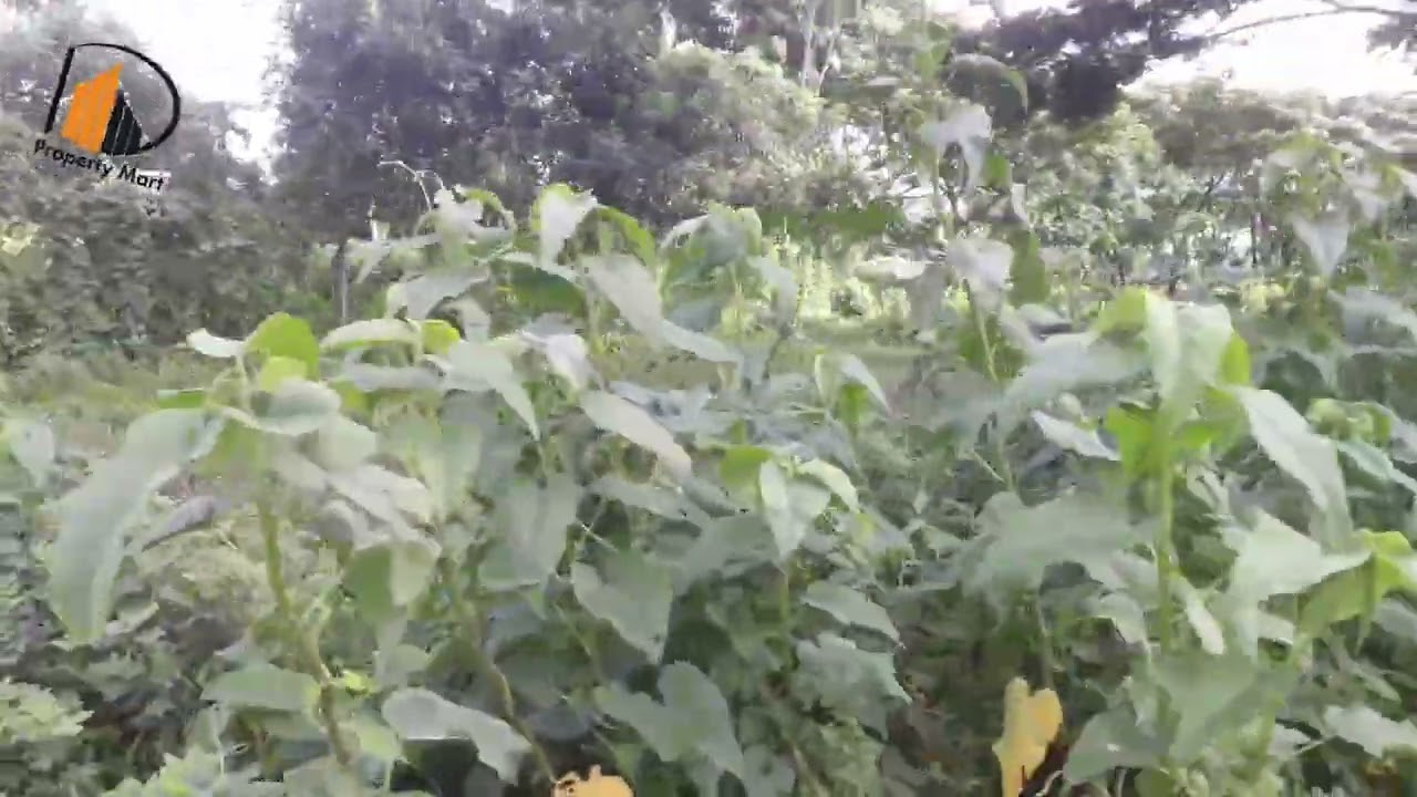খুলনা মোস্তের মোড় থেকে একটু সামনে হ্যাচারি রোডে কম দামে জমি বিক্রয় হবে
