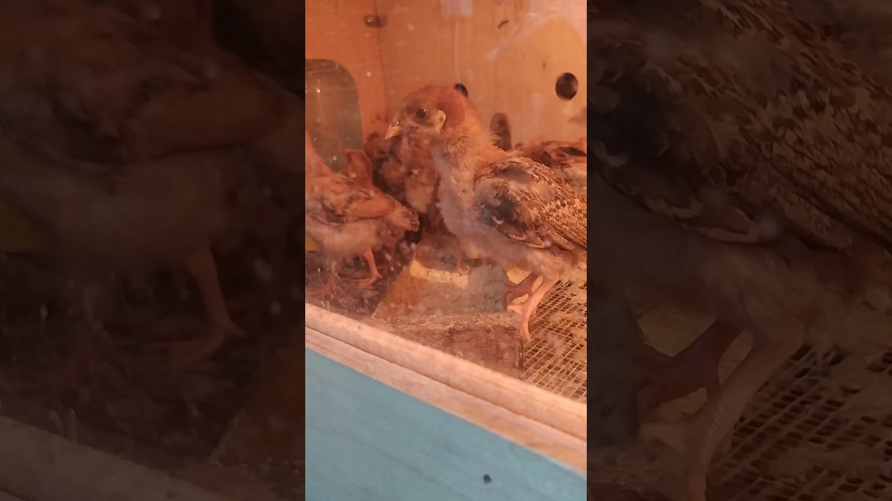 Балапандар Кучин.