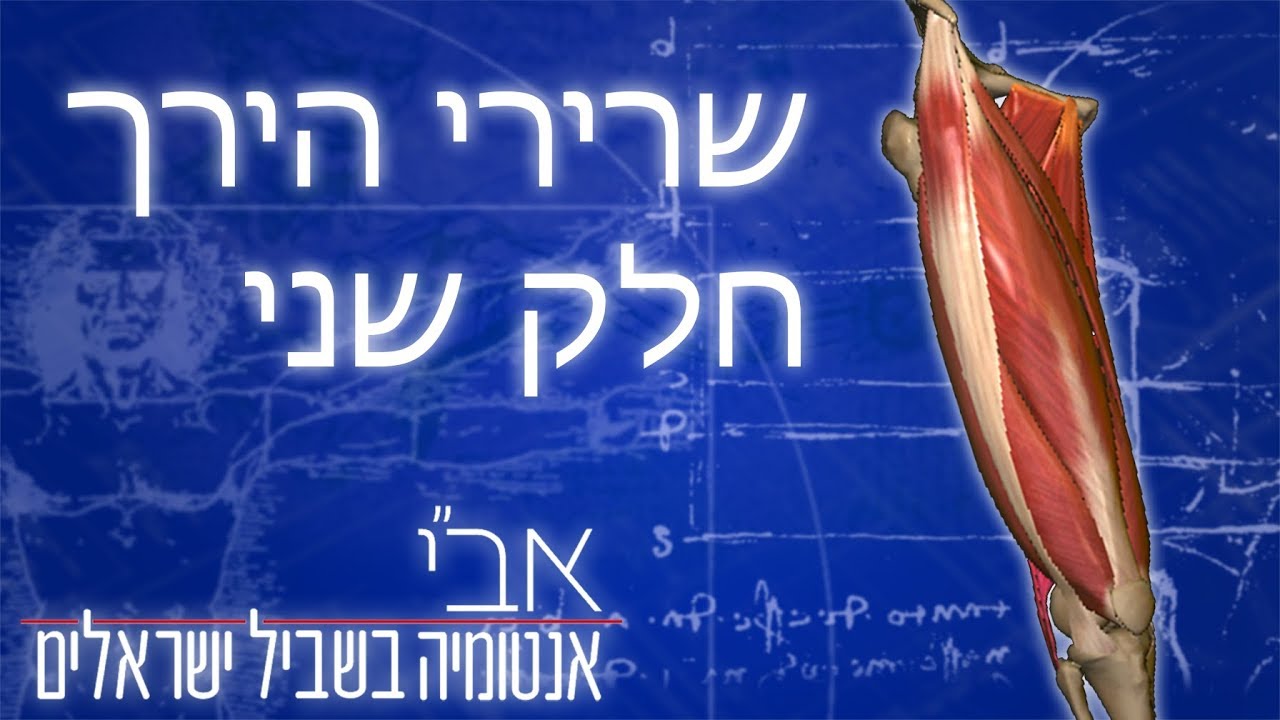 הסבר על שרירי הירך חלק שני