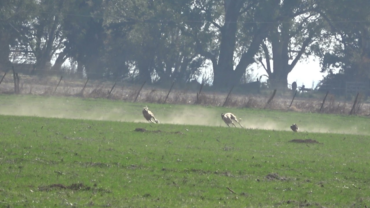 galgos de campo