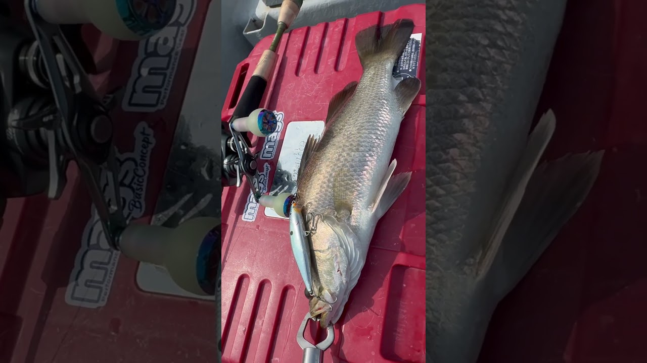 Siakap liar on rapala flat rap.