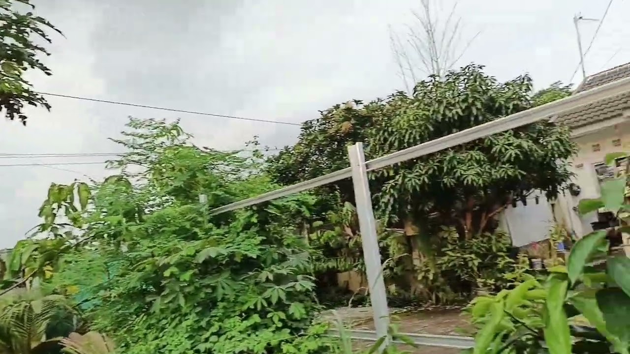 Sore-sore main di kebun #kebunsampingrumah #kebun 