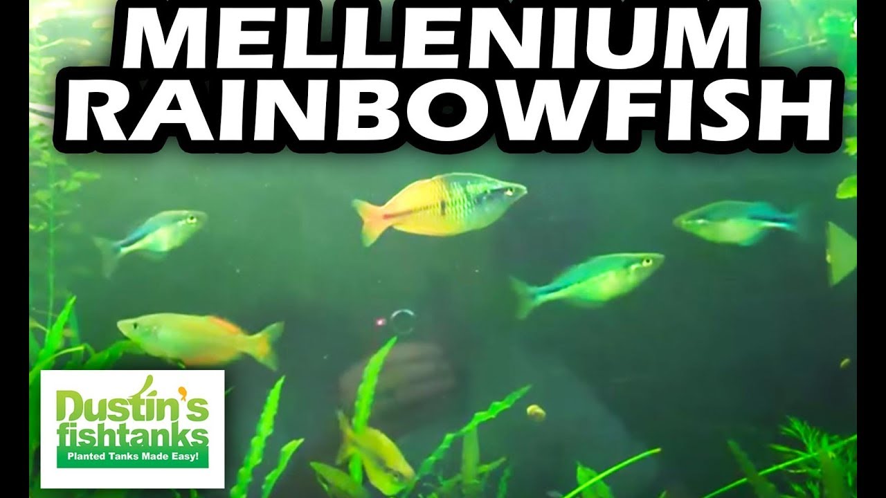 How to Keep Mellenium Rainbowfish: 220 gallon aquarium.