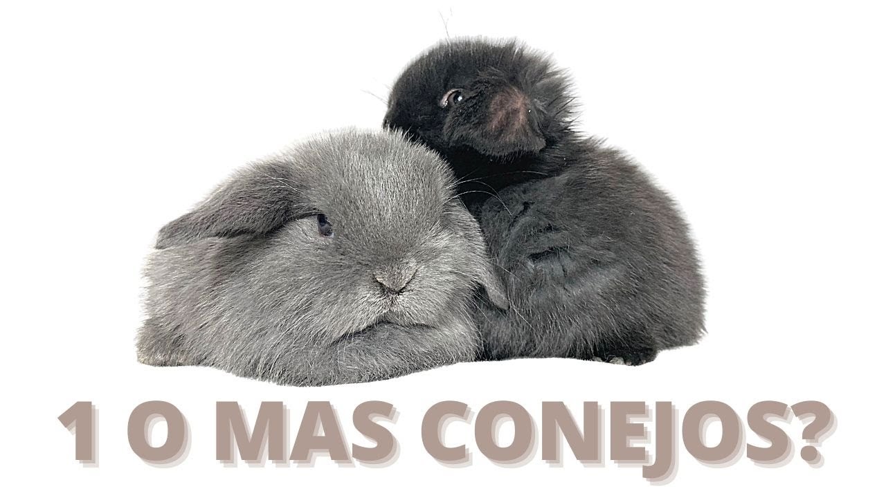Es MEJOR Tener UNO o DOS CONEJOS En CASA ?