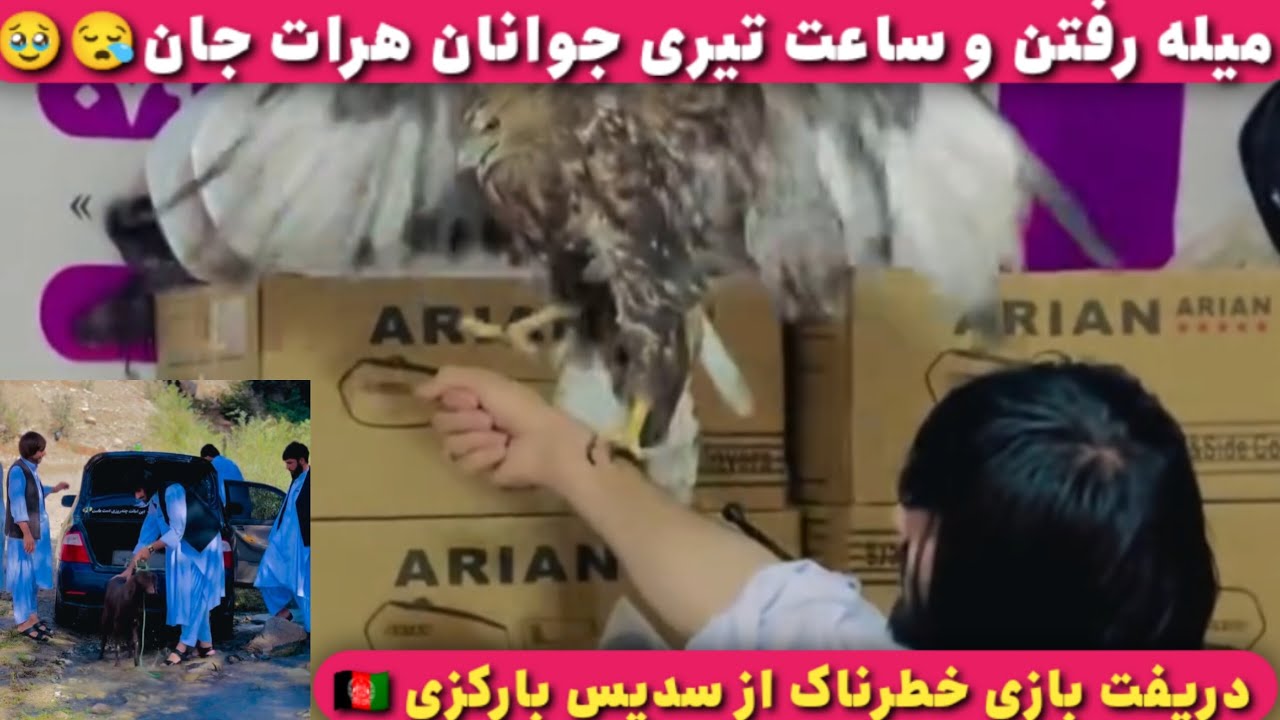 میله رفتن و ساعت تیری جوانان هرات 🖤🇦🇫