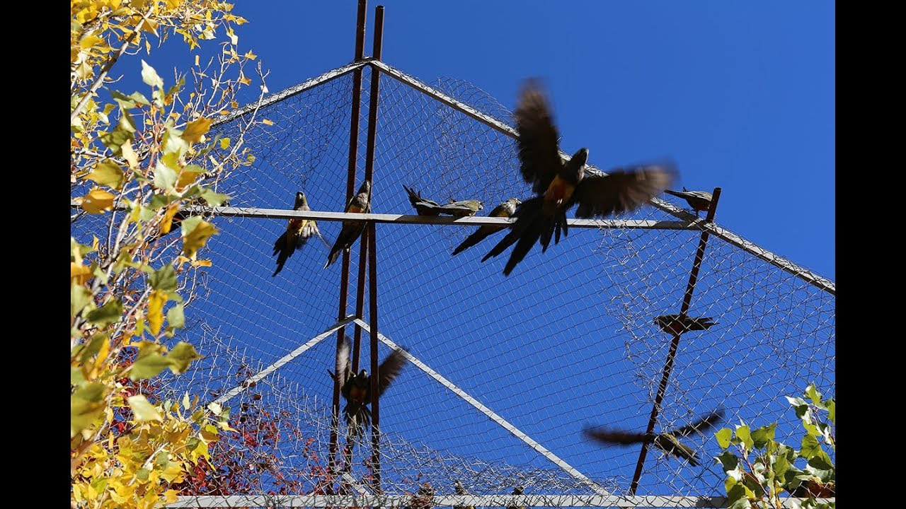 SAG realiza la mayor liberación de loros tricahue de los últimos años