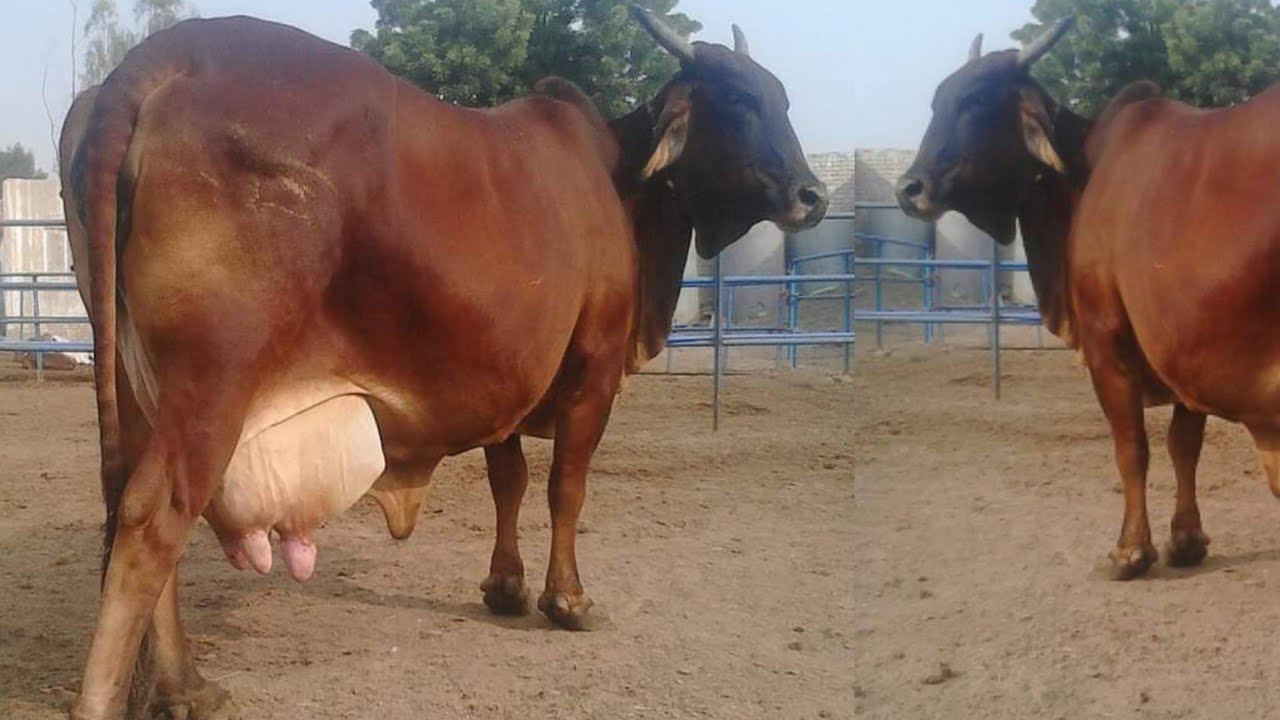Best Red Sindhi Cow  🐂 // 1st Class Red Sindhi Cow