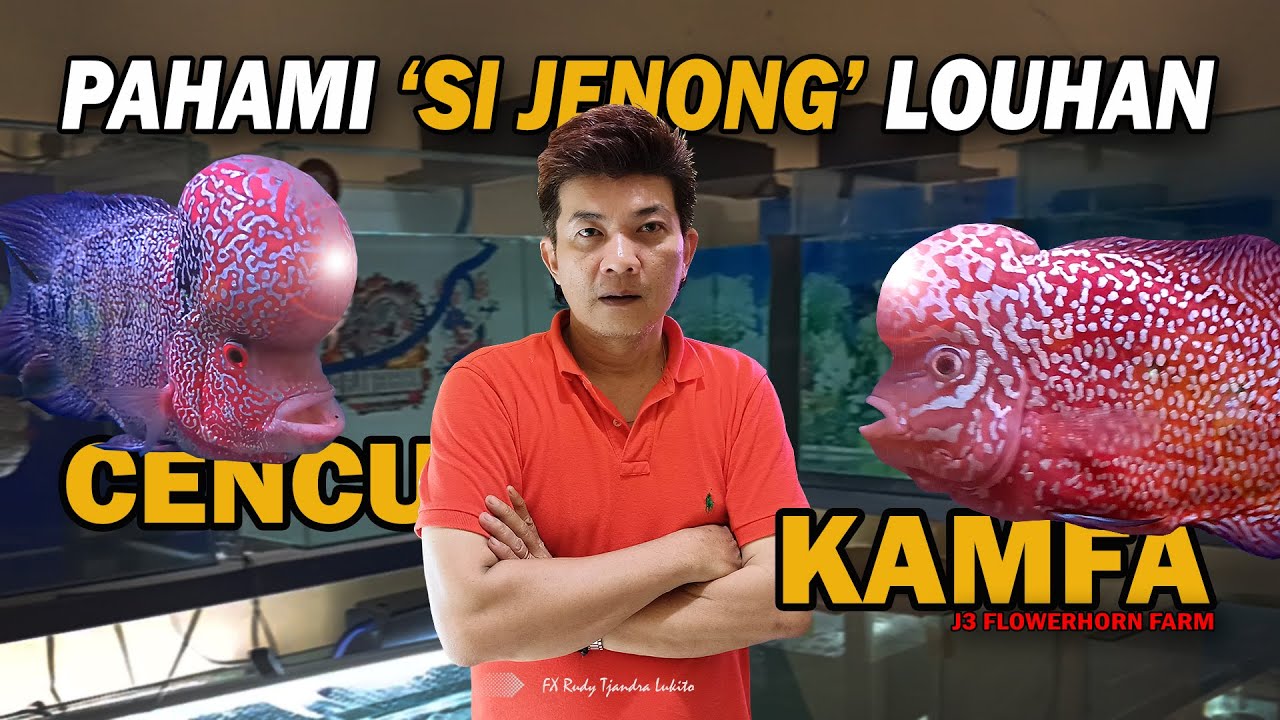 JANGAN KELIRU!!! INI PERBEDAAN LOUHAN CENCU VS KAMFA, ANATOMI JANTAN VS BETINA | J3 FLOWERHORN FARM