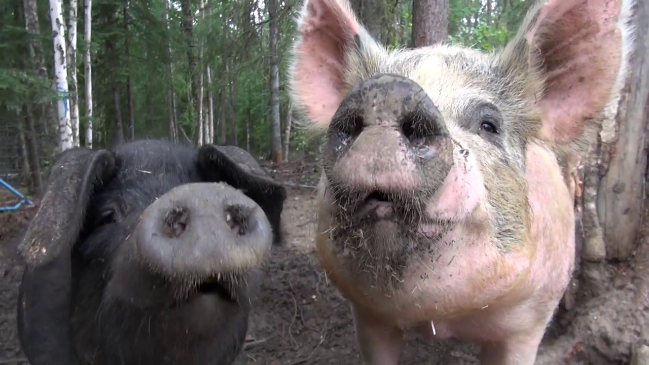 Alaska Grown - Raising Pork in Alaska