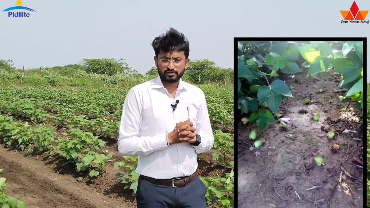 કપાસ માં 13 00 45 ખાતરનો ઉપયો Use of 13 00 45 fertilizer in cotton