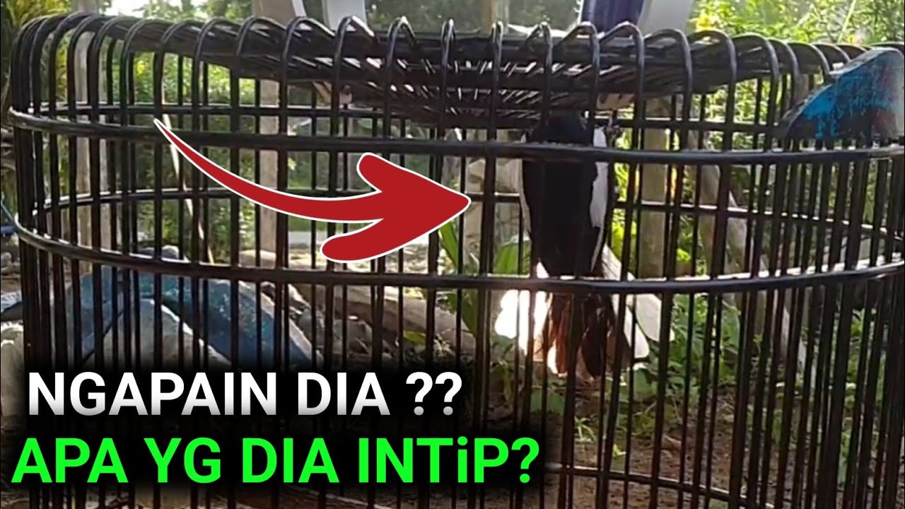 TAMBAH GILA ‼️KACER INI RAWATAN ONLINE PERBATASAN NEGARA LAIN | DR KACER NEW