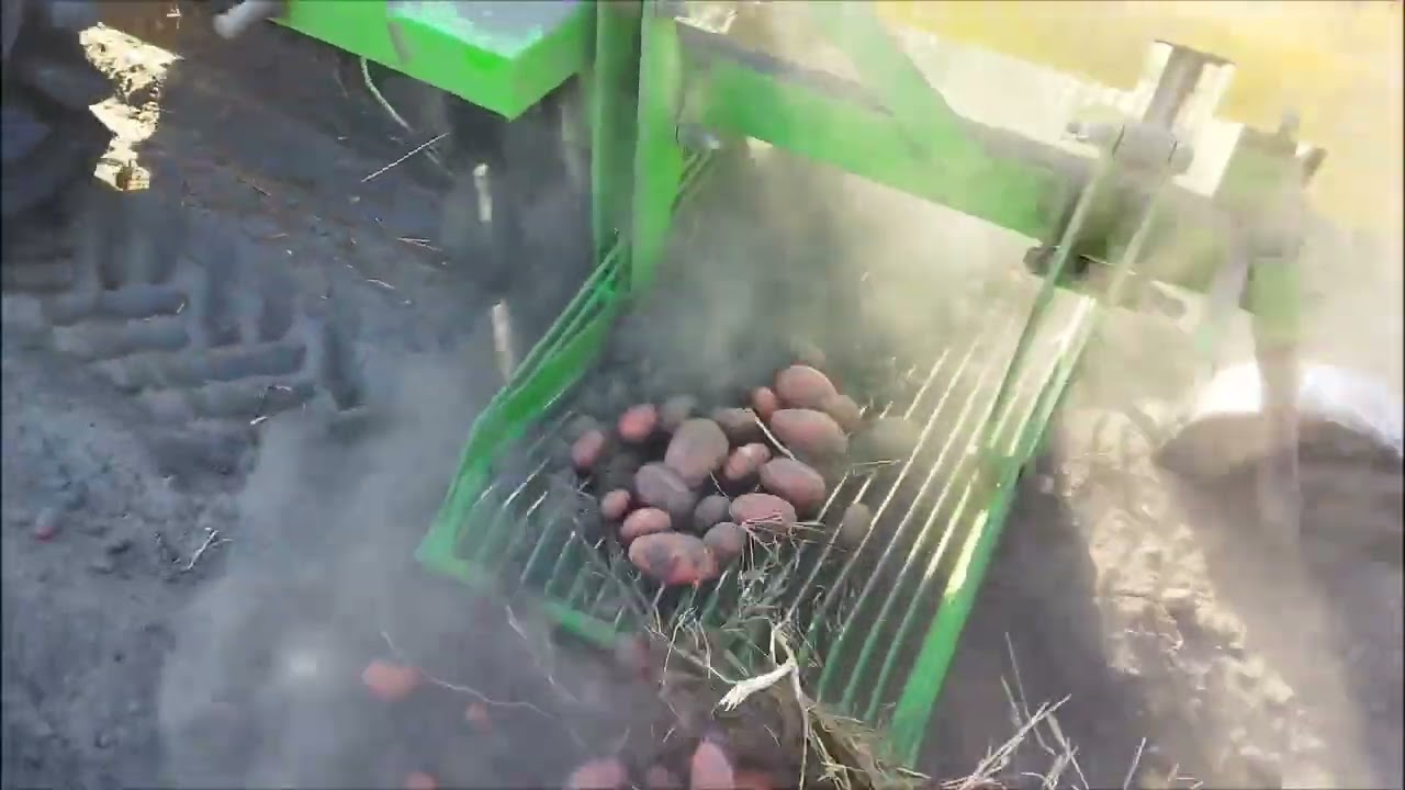 копаю сортову картоплю