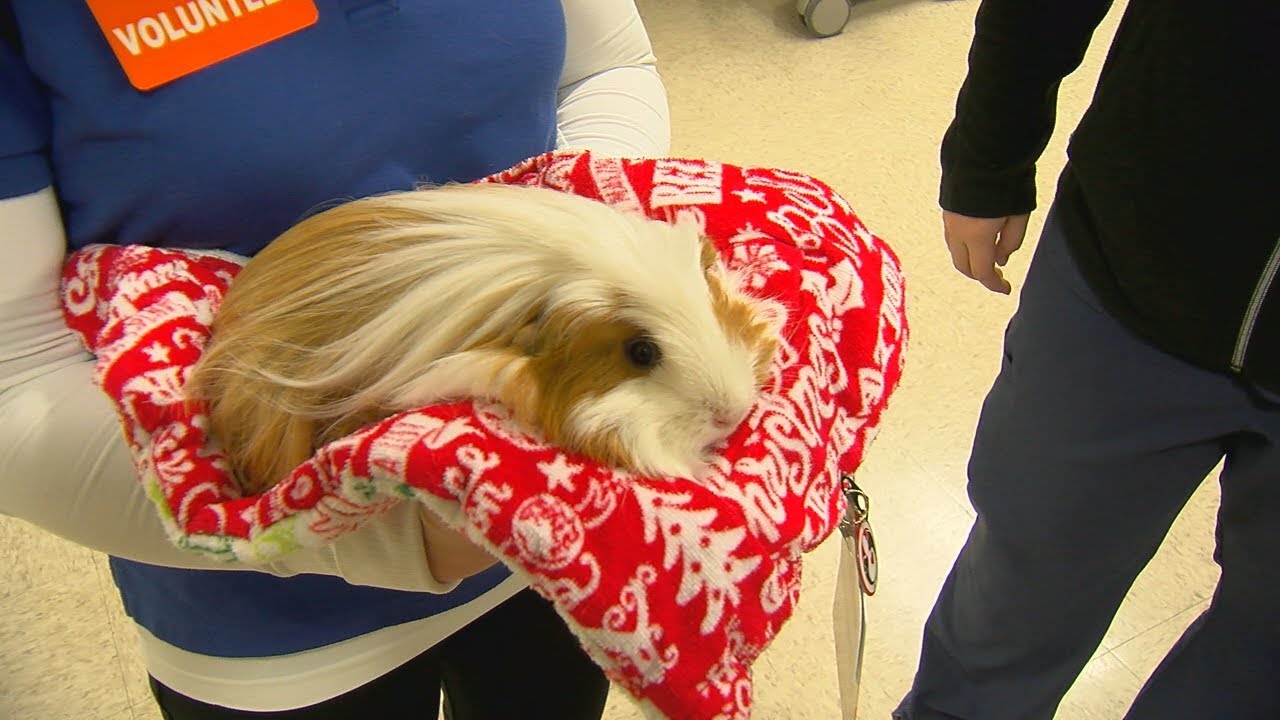 Therapy guinea pig brings joy to patients at St. Elizabeth Healthcare