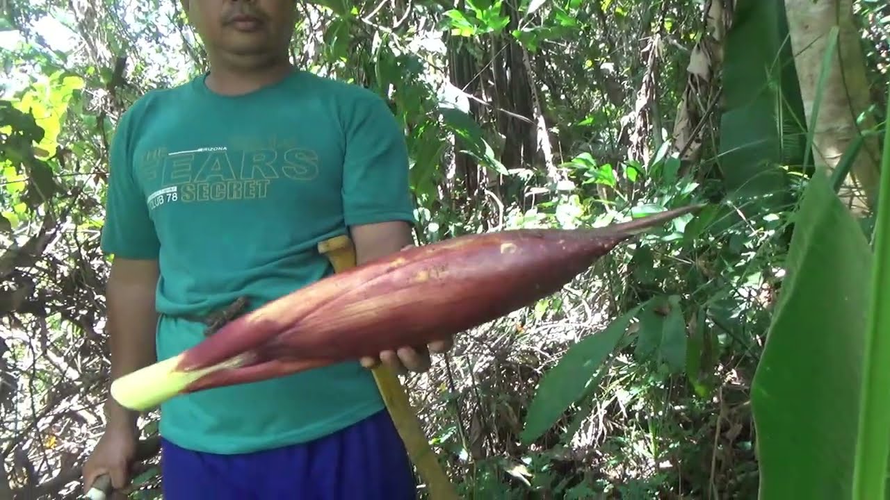 MENCARI JANTUNG PISANG HANTU / PISANG HUTAN