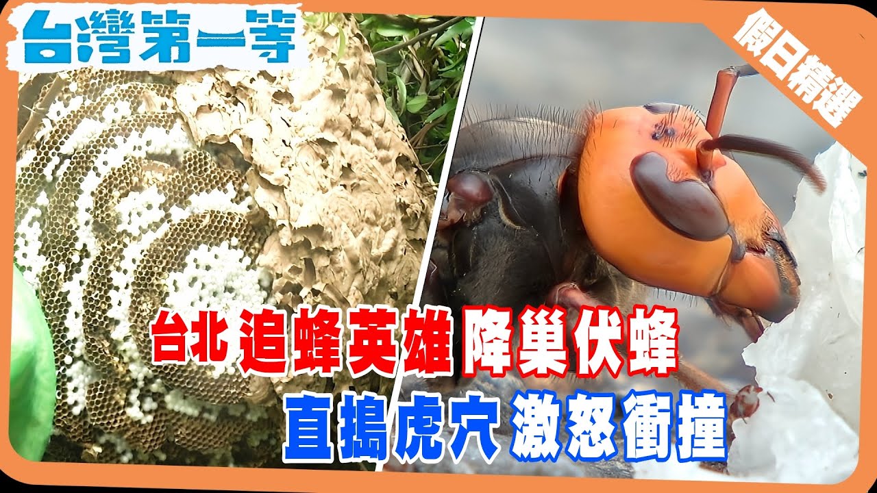 台灣第一等《追蜂英雄 尋找全世界最大的虎頭蜂／天燈大的蜂窩蜜蜂數量驚人！！！ 》假日精選