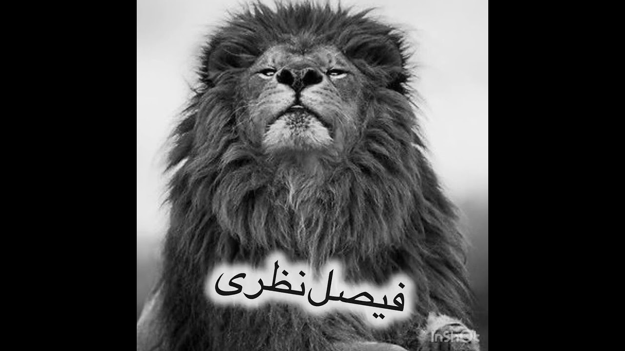 فیصل نظری