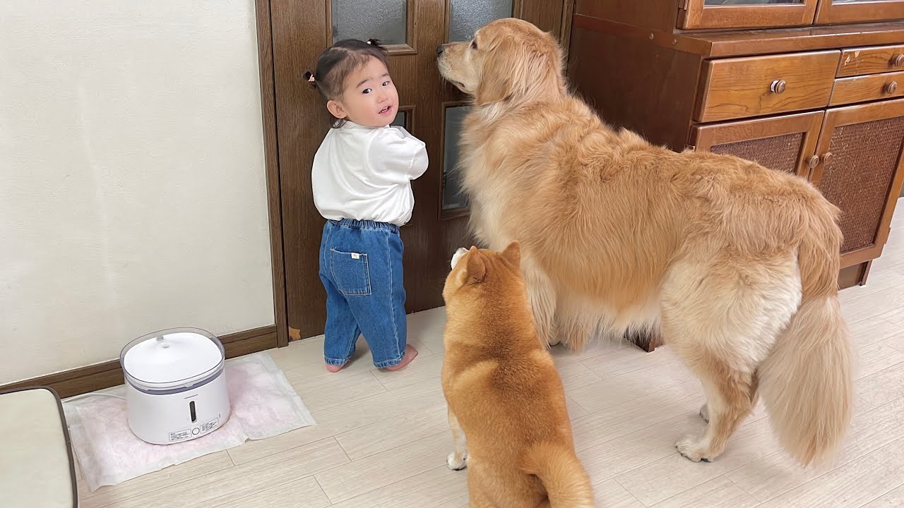 来客があると1歳児もドン引きする歓迎っぷりを見せるゴールデンレトリバー