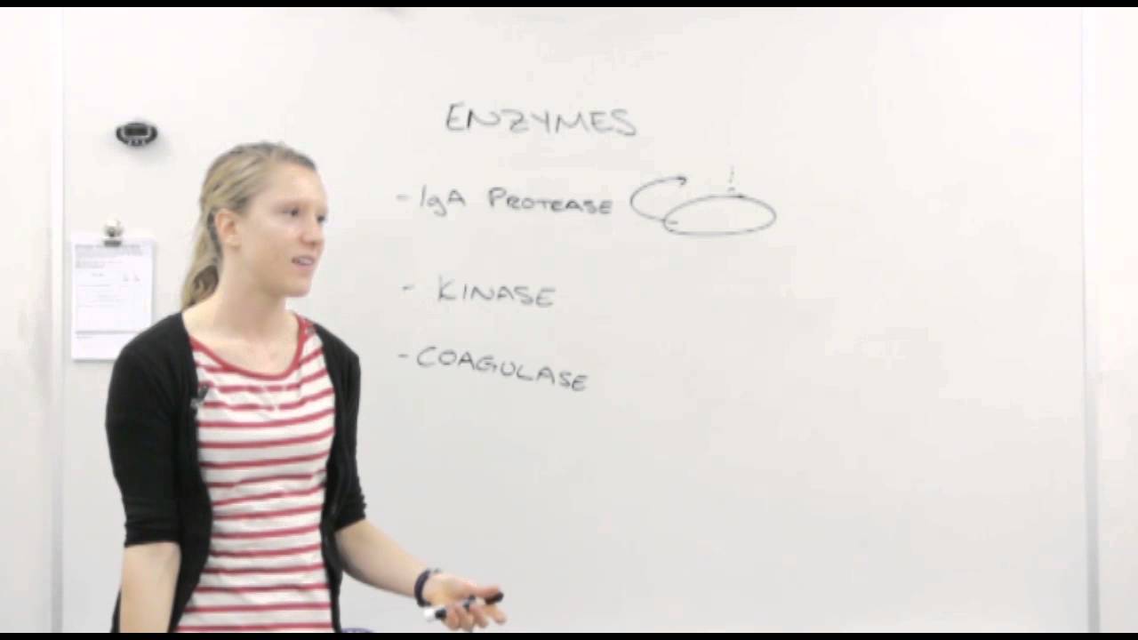 Bacterial Enzymes