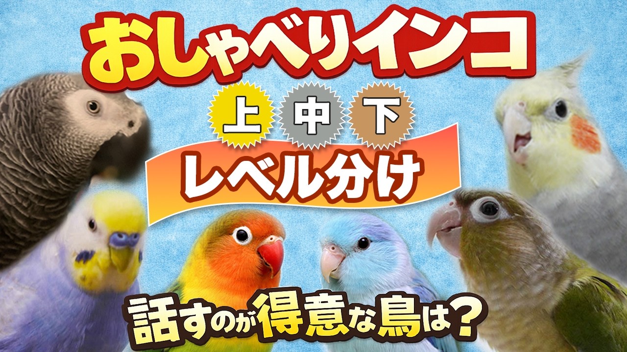 おしゃべりするインコを飼いたい人へ｜種類別の得意・不得意
