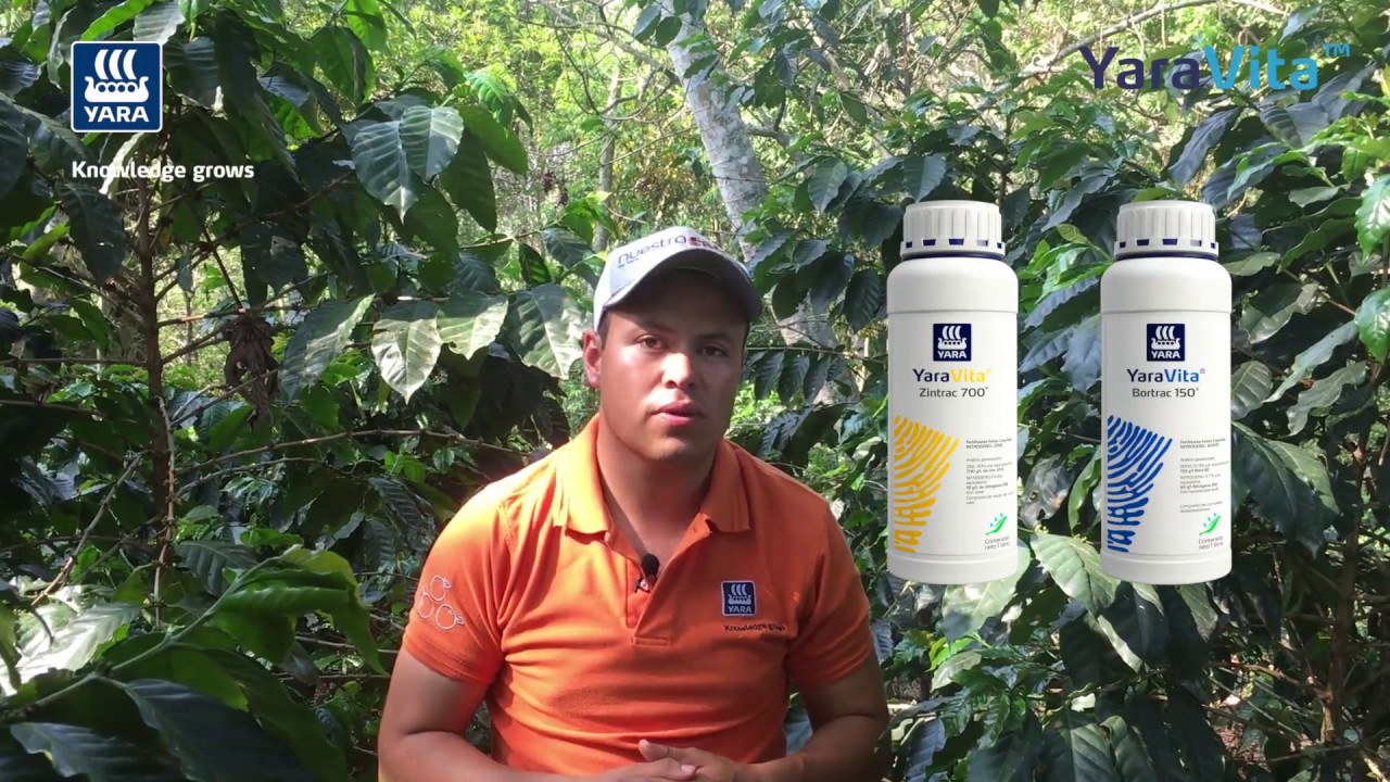 Aplicaci&oacute;n de YaraVita en el cultivo de Caf&eacute;