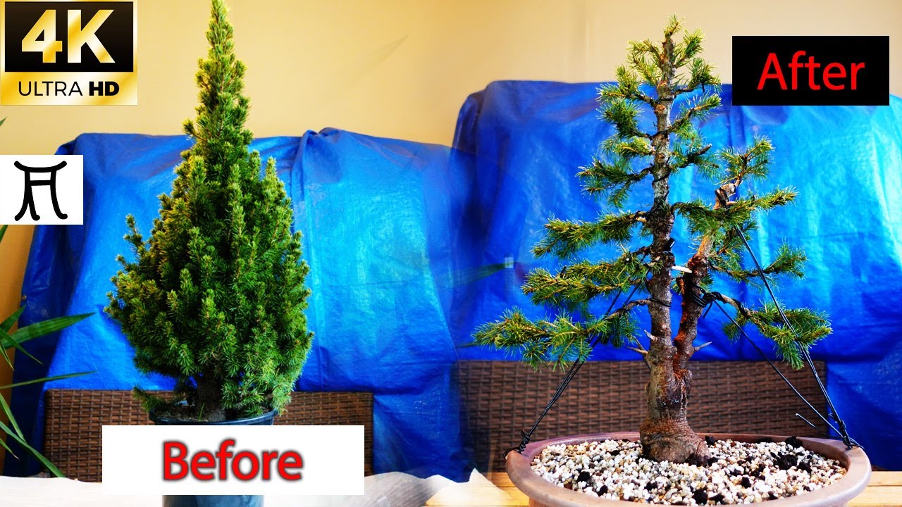How to make bonsai 🌲 White spruce (Picea glauca conica) 🎄 From Christmas tree la bonsai