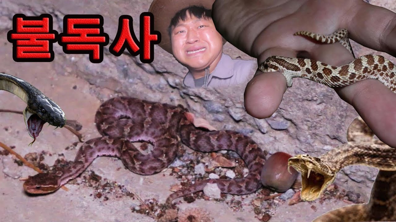 [도깨비] 죽음의도로에 다시 가봤더니... 독사가 대체 몇마리야...!?