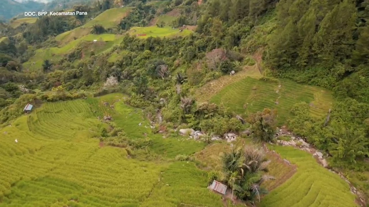 Kondisi Pertanaman Padi Desa Salutambun, Kec. Pana, Kabupaten Mamasa, Sulbar