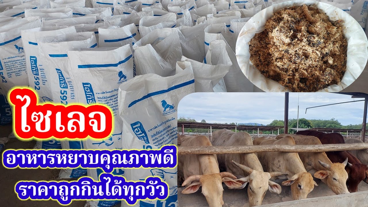 ไซเลจ อาหารหยาบคุณภาพดี ราคาถูกกินได้ทุกสายพันธุ์ วัว ควาย ม้า แพะ แกะ#พูดจาภาษาวัว 