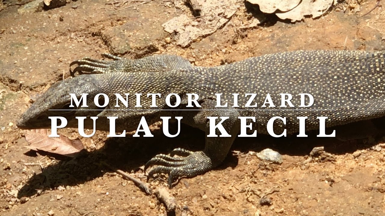Pulau Kecil Monitor Lizard - Kecil Island - Perhentian Islands - Terengganu